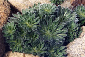 Androsace sarmentosa yunanensis